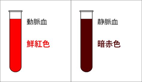 鮮紅色 暗赤色|【色の見え方の不思議】なぜ静脈って青く見えるの？。